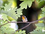 Male Blackburnian Warbler - Outdoors Network