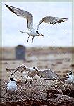 Royal Tern - Outdoors Network