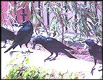 Crows 2TM - Outdoors Network