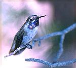 Black-Chinned Hummer-TM - Outdoors Network