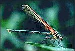 Dragonfly - Outdoors Network