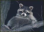 Raccoon - Outdoors Network