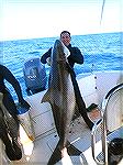 172# Cobia Spear fishing on the coast of Brazil