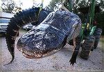 15 foot 1000 pound alligator 