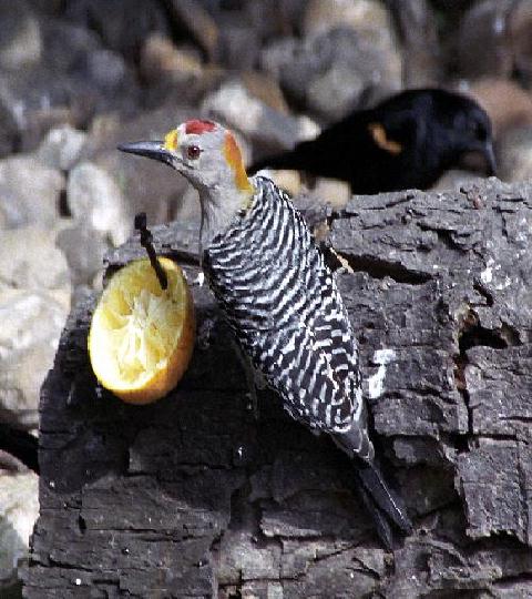 Male Golden Fonted Woodpecker