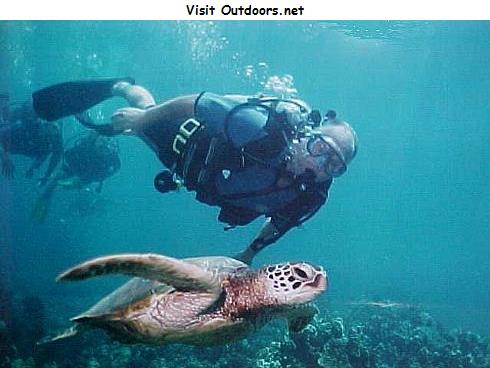 Green Sea Turtle Encounter