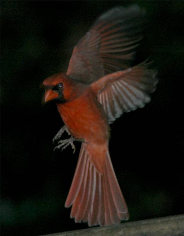 Winged Cardinal