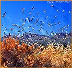 Snows in Flight - Outdoors Network