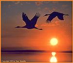 A pair of in-flight sandhill cranes leaving their feeding grounds against a dramatic British Columbia sunset. 