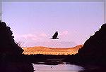 A Great Raven crossing the Mexican border. Rio Grande, Big Bend NP, TX.Great RavenSonja Schmitz