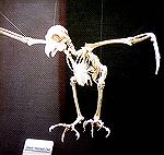 A skeleton of a Great Horned Owl in a nature center exhibit.

Belle Isle, Detroit, MIGreat Horned Owl SkeletonSonja Schmitz