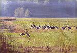 A gathering of Sandhill Cranes on the staging grounds in the morning sun.

Jasper-Pulaski Fish and Wildlife Area, IN Sandhill CraneSonja Schmitz