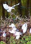 A White Ibis aiming for an empty space among it''s flock.

Eco Pond, 
Everglades NP, FloridaWhite IbisSonja Schmitz