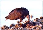 This Black Vulture found some breakfast at the shore.

Guy Bradley Trail,
Everglades NP, FLBlack VultureSonja Schmitz
