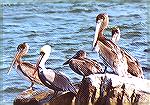 Brown Pelicans resting on a rock by the water.

South Jetty Park, 
Ft. Pierce, FLBrown PelicanSonja Schmitz