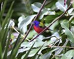 This picture of a male painted Bunting
was taken at Corkscrew Swamp Santuary
near Naples Florida.male Painted BuntingSteve Slayton copyright 2003