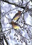 This picture taken during the 2000 ice
storm in Atlanta Georgia is almost like
a Christmas Card.Cedar WaxwingsSteve Slayton copyright 2000
