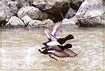 Two male Lesser Scaups taking off.

Erieau, ONLesser ScaupSonja Schmitz