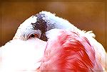 Closeup of a resting tame Roseate Spoonbill at the tropical birdhouse.

Zoo Detroit, MIRoseate SpoonbillSonja Schmitz