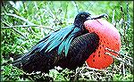Great frigatebird of the Galapagos. These vultures of the sea have a magnificent wingspan and and can be seen gliding in circles with their distinctive forked tail and angled wings.  During amazing co