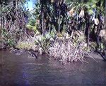 This 5 1/2-foot crocodile basks in the sun near the shore of New River through the jungle of Belize.