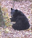Black Bear foraging for Acorns in Smokey
Mountain National Park, Cades Cove, Tenn.
