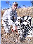 Burchell's zebra stallion killed by Tony Mandile in June 2003 on a 10-day hunting trip with John X Safaris in South Africa.Tony's ZebraTM