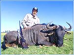 Blue Wildebeest killed by Tony Mandile in June 2003 on a 10-day hunting trip with John X Safaris in South Africa.

Tony's Blue Wildebeest 1
TM
