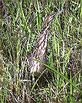 This American Bittern was posing at The Anhinga Trail portion of Everglades National Park.
Copyright 2004 Steve Slayton