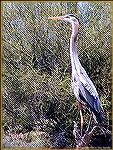 A great blue heron, looking for its next meal, sits alongside Lake Pleasant in Arizona.