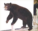 My BC black bear in the early stages of being mounted by Marc Plunkett of Wildlife Creations Taxidermy in Phoenix, AZ. 