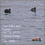 Not a great picture, but a rare sight: a leucistic pale coot (in comparison with two regular black ones in the back).

Lake Constance, harbor area of Konstanz, 
February 2005