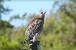 The South Florida Red Shouldred hawk is A beautiful Bird. This one was at Echo Pond At Flamingo Point in the Everglades National Park.  Copyright 2005 Steve Slayton.