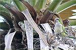 These Parakeets were found in South Miami Florida. Their nests were all over the Hospital grounds. Copyright 2005 Steve Slayton