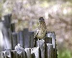 This Roadrunner was at Rio Grande State Nature park in New Mexico.  Copyright 2004 Steve Slayton