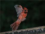 Another Cardinal picture from my Back Yard. Copyright 2005 Steve Slayton.