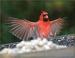 I love to practice in my Blind taking pictures of Birds landing or taking offf.  This Cardinal was a very good example.  Copyright 2005 Steve Slayton.
