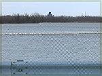 Thousands of American White Pelicans. Largest group I have ever seen here since they made the area off limits to help protect the migrating birds. This is the Riverlands Migratory Bird Sanctuary, Elli