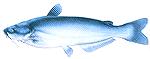 Bluecat fish
