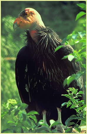 California Condor