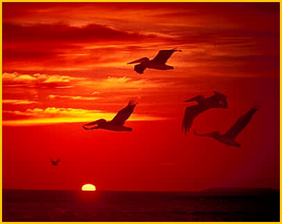 Pelicans At Sunset