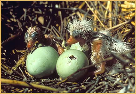 Condor Hatchlings