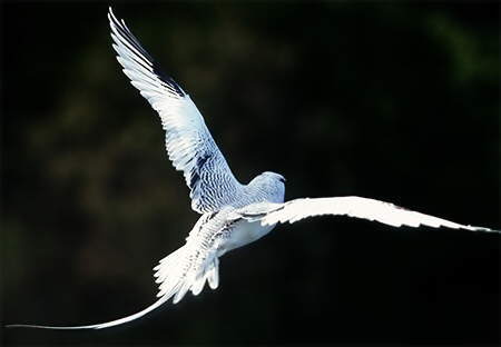 Red-billed Tropicbird