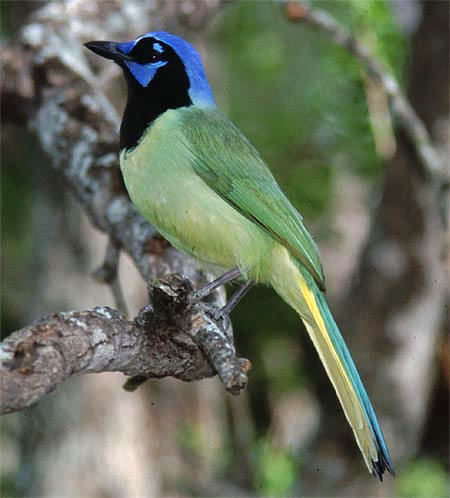 Green Jay 