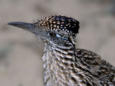 Roadrunner