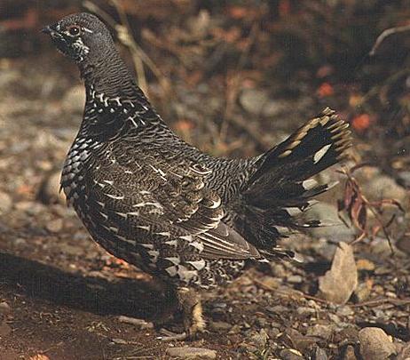 Spruce Grouse 