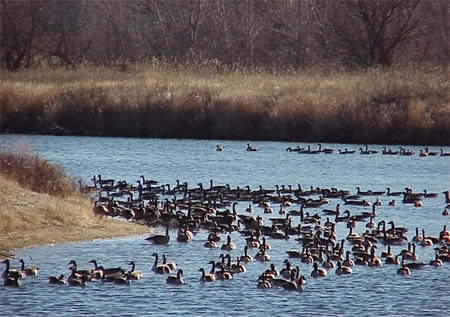Geese In Nebraska