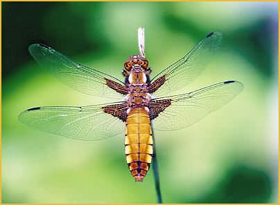 Broad-bodied Chaser 