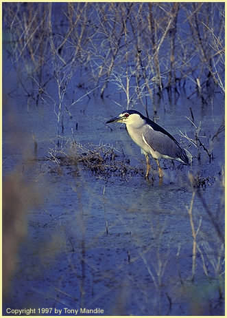 Night Heron2TM