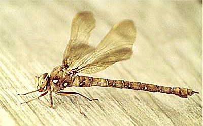 Fawn Darner